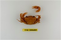 藏品(拉氏清溪蟹)的圖片
